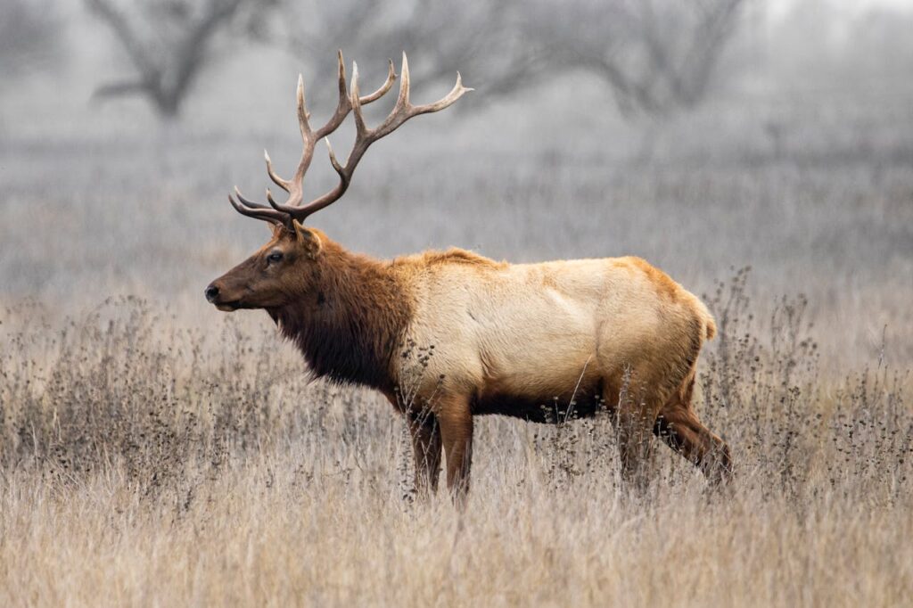 Close-up of a majestic elk with antlers in a foggy meadow.