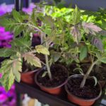 How to Start Seeds Indoors: Tips for a Successful Growing Season