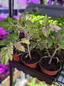 Read more about the article How to Start Seeds Indoors: Tips for a Successful Growing Season