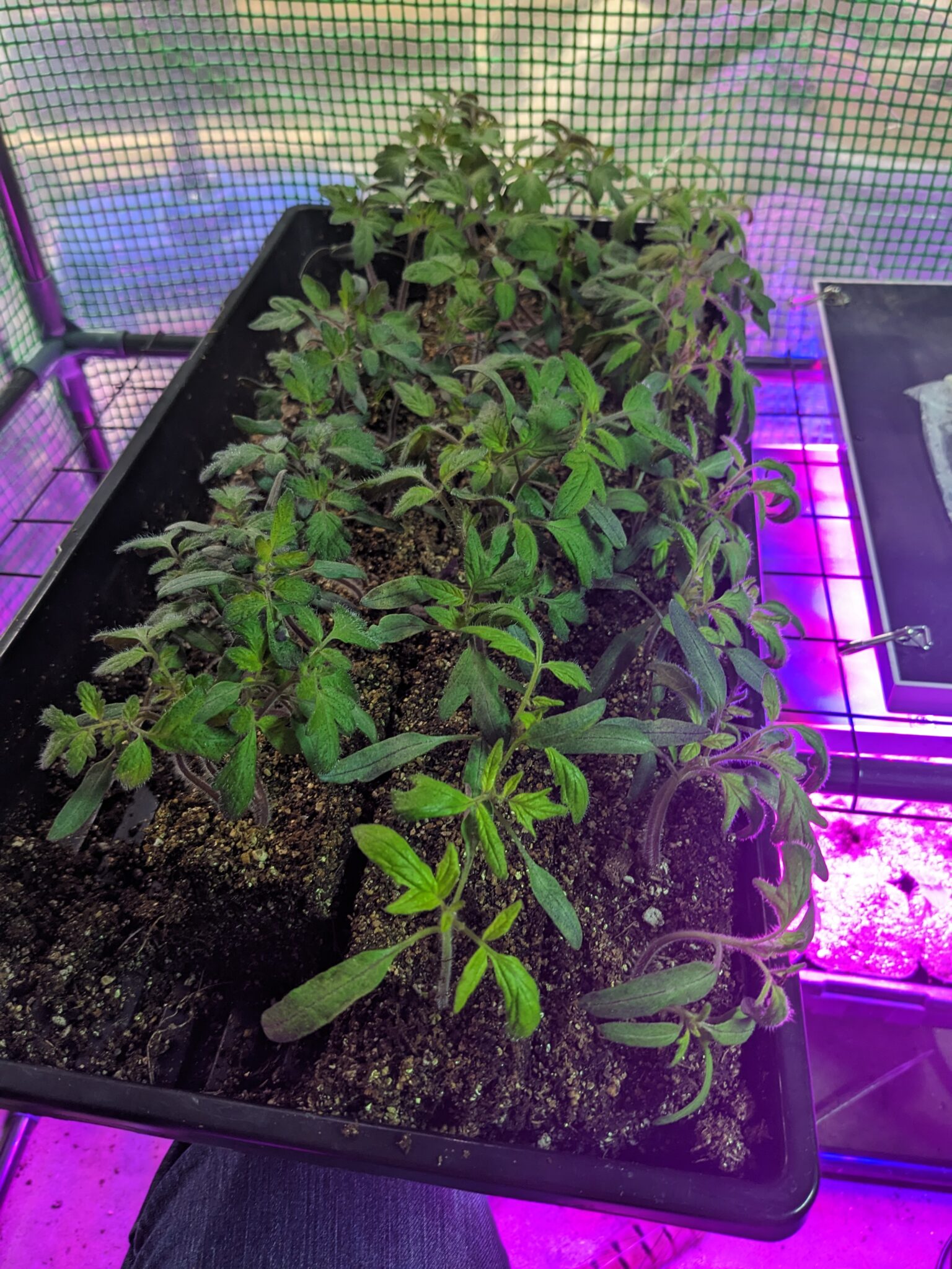 How To Separate And Up Pot Tomato Seedlings A Step By Step Guide